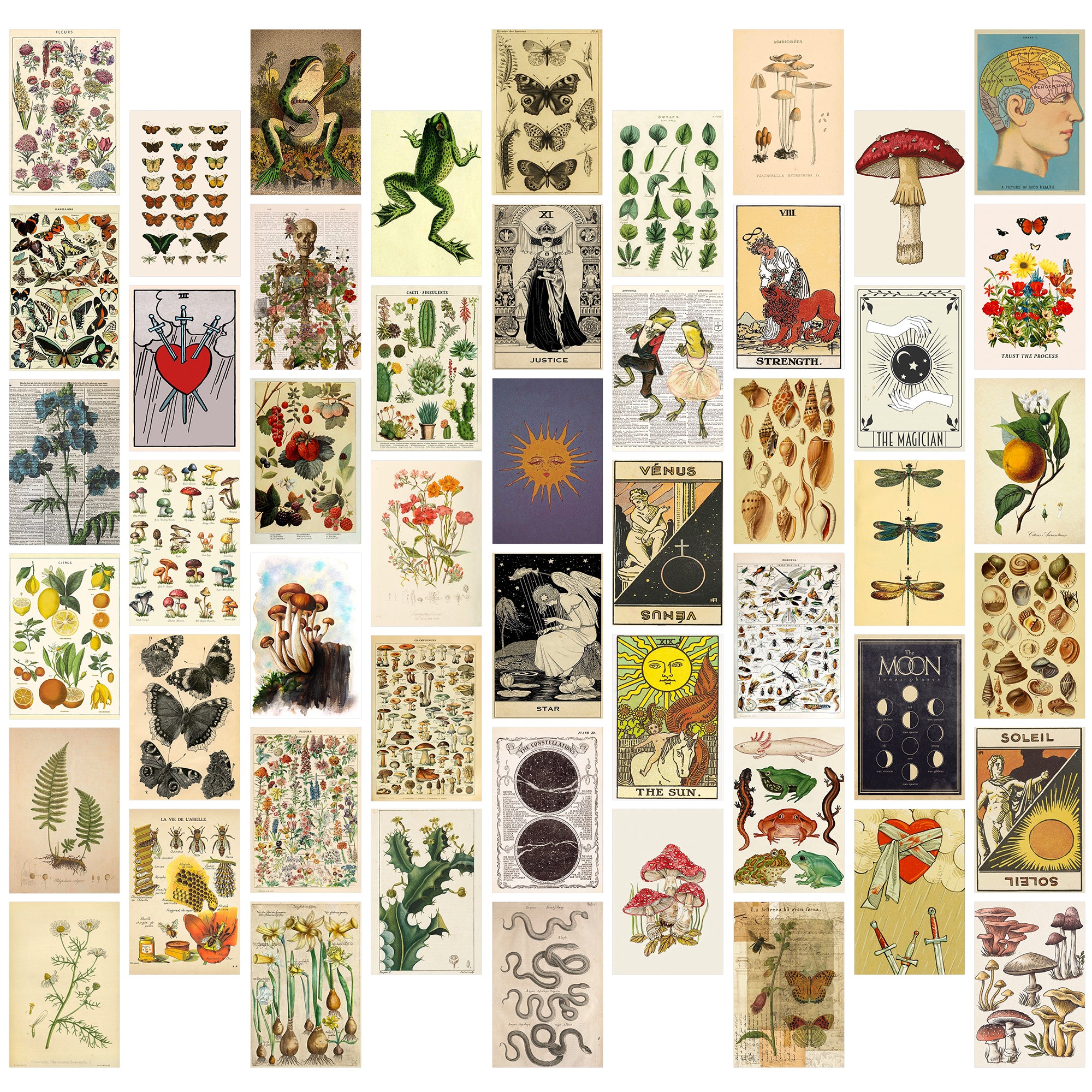 Vintage Botanical Illustration Tarot Picture Art